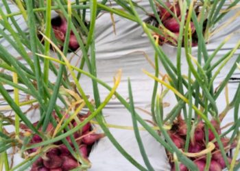 Bangkitkan Perekonomian Masyarakat, BUMdes Jaya Mekar Budidaya Bawang Merah