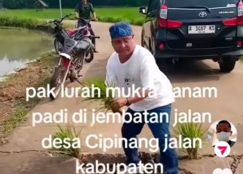 MAS VIRAL! Kecewa Jalan Tak Diperbaiki, Kades di Pandeglang Tanam Padi di Jembatan Rusak