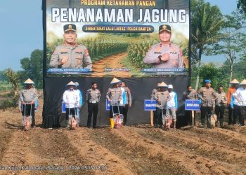 Kolaborasi Polda Banten dan Bulog: Ubah Lahan Mati Jadi Produktif Lewat Program Penanaman Jagung